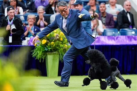 Miniature Poodle Named Sage Wins Westminster Kennel Club Dog Show The