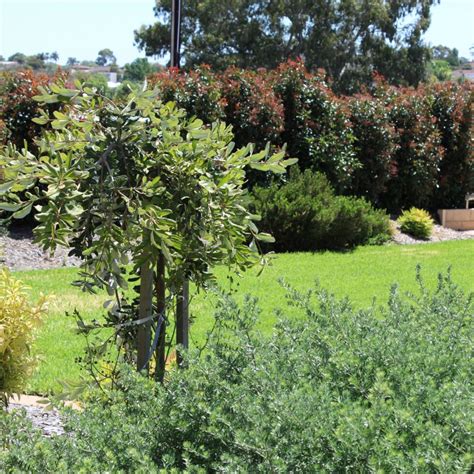 Mary Help Of Christians Morphett Vale Catholic Parish