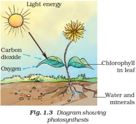 NCERT Solutions for Class 7 Science Chapter 1 Nutrition In Plants