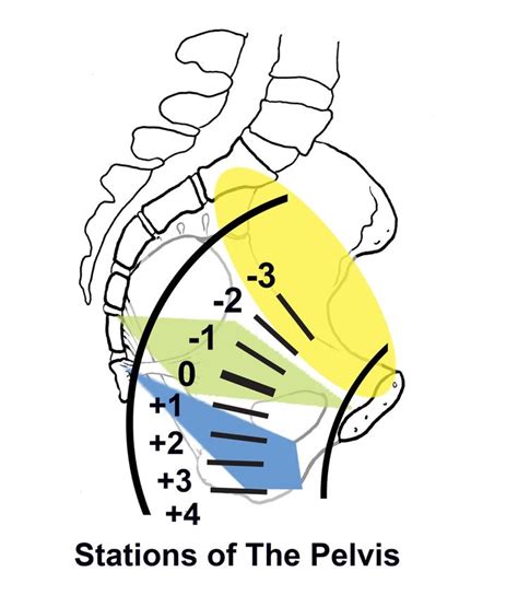 Wheres Baby Stations Of The Pelvis Pelvis Pregnancy Anatomy