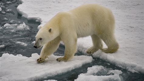 Registran En Alaska El Primer Caso De Un Oso Polar Muerto Por Gripe