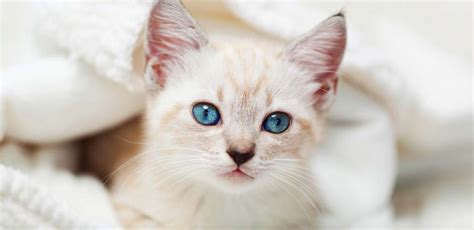 Siamese Tabby Cat Breed Traits and Personality