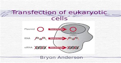 (PPT) Transfection of eukaryotic cells Bryon Anderson. Presentation Overview What is ...