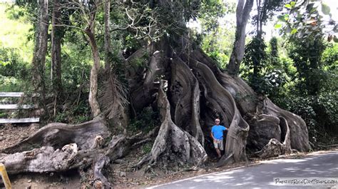 Visit the Majestic Ceiba Tree in Patillas | PRDayTrips