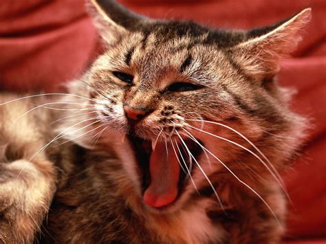 Animals Cat Fluffy Mouth Meow Scream Cry Hd Wallpaper Pxfuel