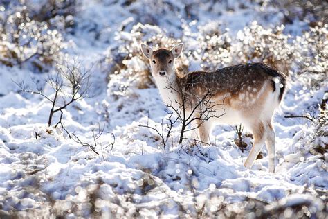 Fallow Deer In Winter Wonderland Photograph By Roeselien Raimond