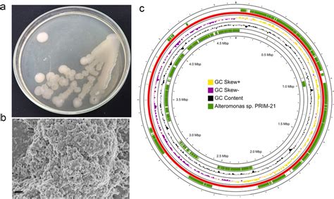 Colony Morphology Scanning Electron Microscopy And Genomic Features