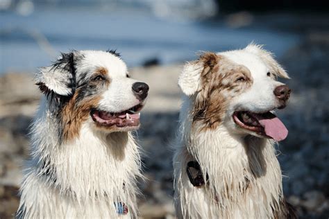 Australian Shepherd Catahoula Mix: An Interesting Combo... Ready?