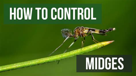 How To Get Rid Of Midges In Back Garden Fasci Garden