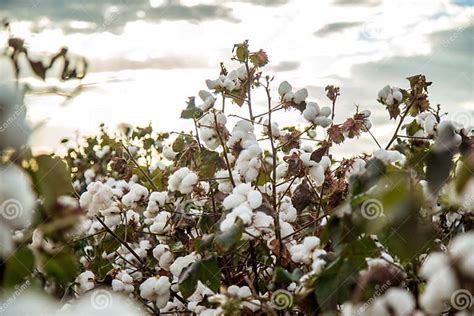 Fondo Di Struttura Della Piantagione Del Campo Del Cotone Fotografia