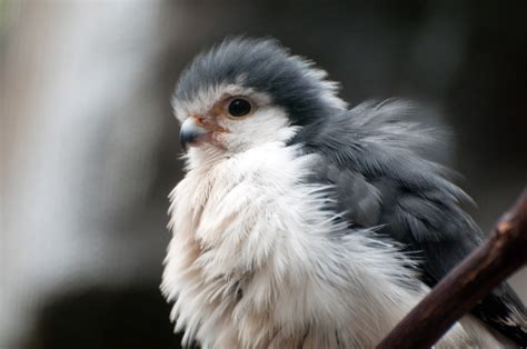 Baby falcon : aww