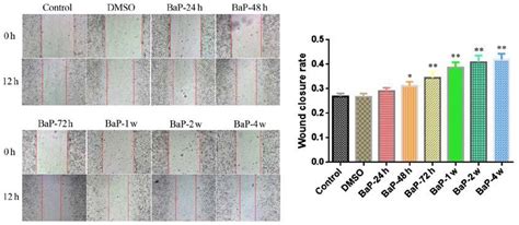 Bap M Stimulates A Cell Migration Shown By A Wound Healing