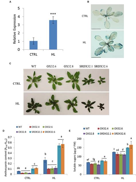 Frontiers The Arabidopsis Transcription Factor ANAC032 Represses