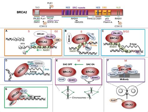 Schematic Representation Of The Structural Domains Of BRCA2 Showing The