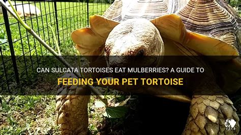 Can Sulcata Tortoises Eat Mulberries A Guide To Feeding Your Pet