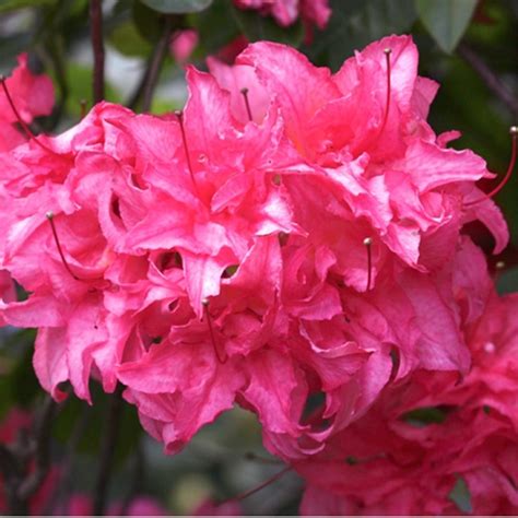 Azalea RÖSENKOPFCHEN