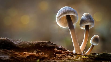 Share more than 66 mushroom wallpaper hd - in.cdgdbentre