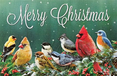 Merry Christmas Birds Songbirds Christmas Cards