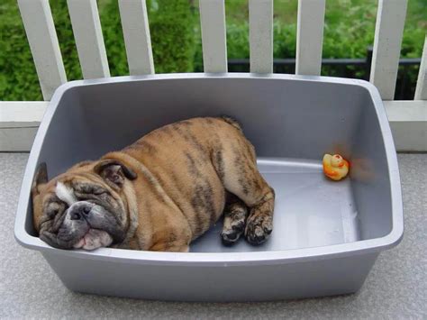 15 Funny Pictures Of Sleeping English Bulldogs - ilovedogscute.com