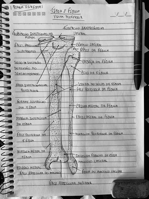 Anatomia Da Fibula Skegtips