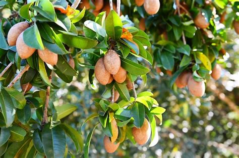 Fruto De Chicozapote En La Planta Del Rbol De Chicozapote En Ciruela