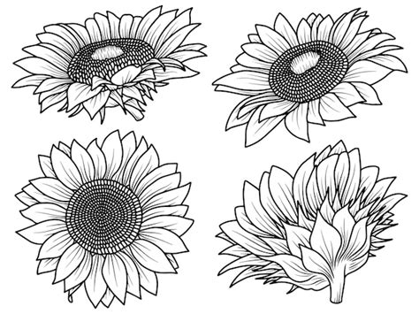 Premium Vector Hand Drawn Sunflower Sketch Line Art Illustration