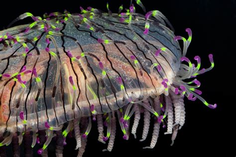 Beautiful Bioluminescent Creatures Light Up The Deep Ocean Flower Hat