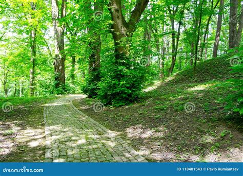 Parque Viejo Verde Bien Arreglado Hermoso En La Primavera Con Los