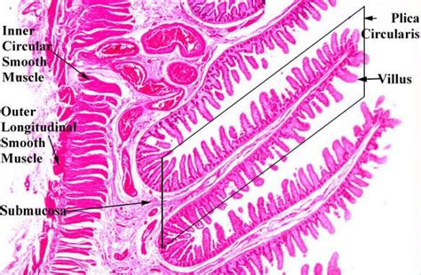 Plicae Circulares Microscopic Human Body Pinterest