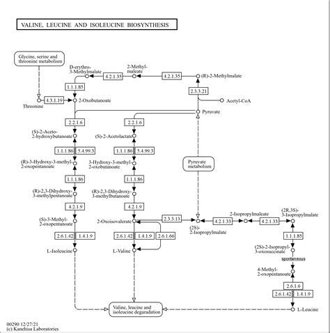 Kegg Pathway Valine Leucine And Isoleucine Biosynthesis Reference