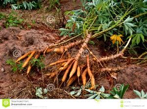 Calorias Em Raiz Mandioca E Fatos Nutricionais