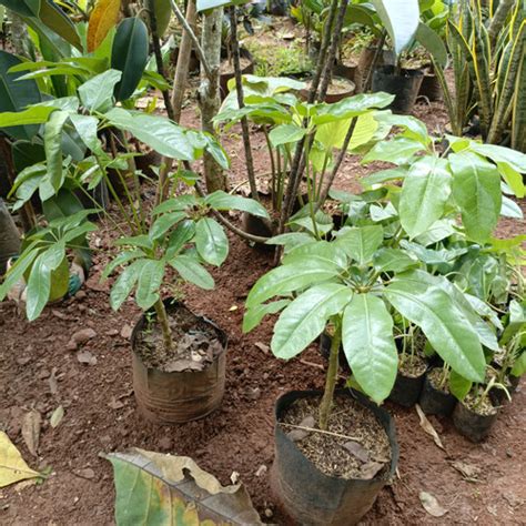 Jual Tanaman Hias Walisongo Daun Besar Pohon Walisongo Besar Kab