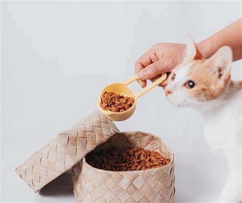 Best Organic Cat Food - Cat Care Checklist