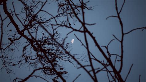 moon, branches, sunset, tree, sky, 4k HD Wallpaper