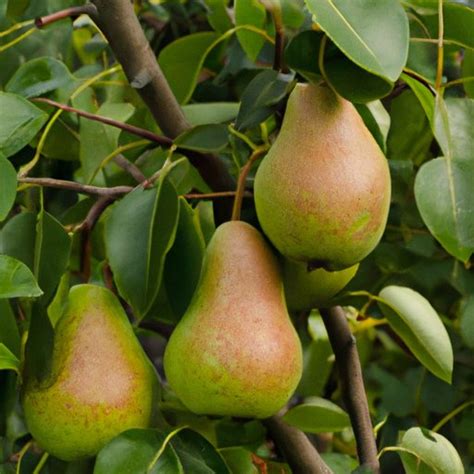 How to Ripen Pears: From Rock-Hard to Juicy in No Time - The Cognition Sentinel