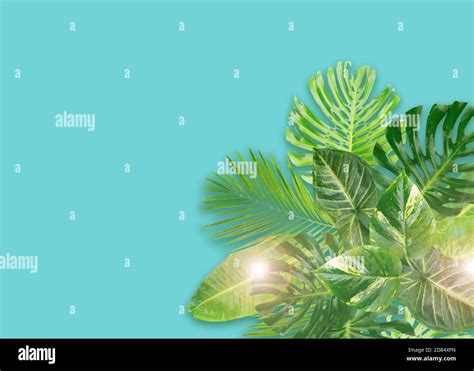 Tropical Green Leaves Stock Photo Alamy