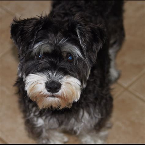 Schnauzeryorkie Mix Schnauzer Puppy Miniature Schnauzer Puppies