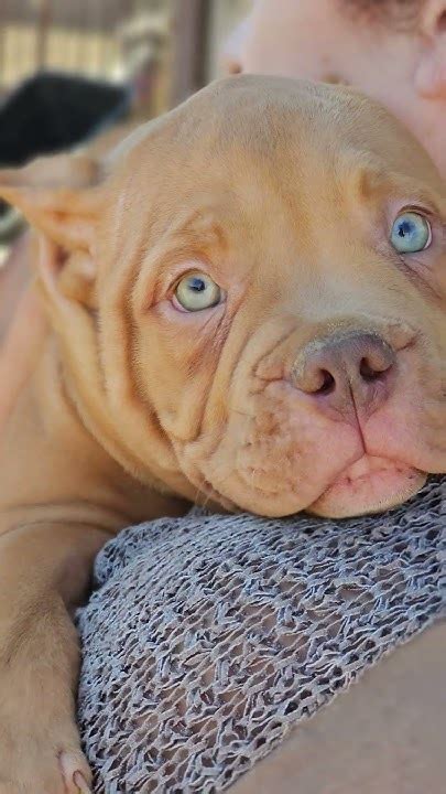 американские булли. тип покет. будут низкие. и широкие. полный пакет ...