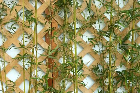 9 Indoor Types Of Bamboo Plants | Houseplant Alley