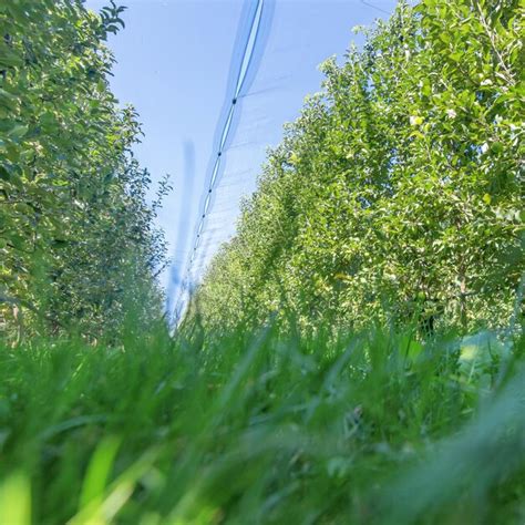 Premium Photo Apples In Orchard Apple Trees Ripe Apples