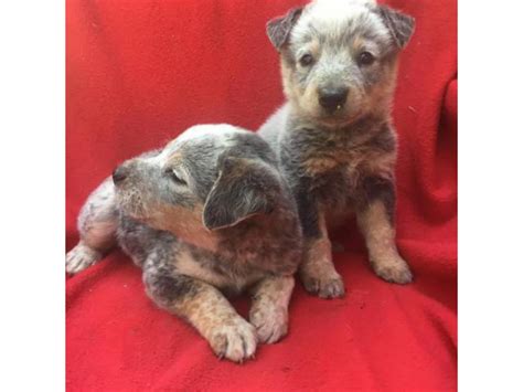 blue heeler puppies for sale in texas Pittsburg - Puppies for Sale Near Me