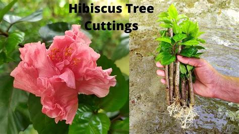 How To Propagate Hibiscus From Cuttings Grow Hibiscus Cuttings YouTube