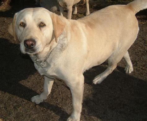 Golden Labrador (Golden Retriever x Lab) Info, Temperament, Puppies ...