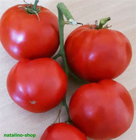 Tomate Saint Pierre Samen Samenshop Natalino Shop De