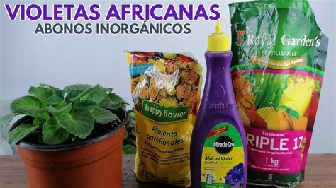 Como Abonar Violetas Africanas Chuyito Jardinero YouTube