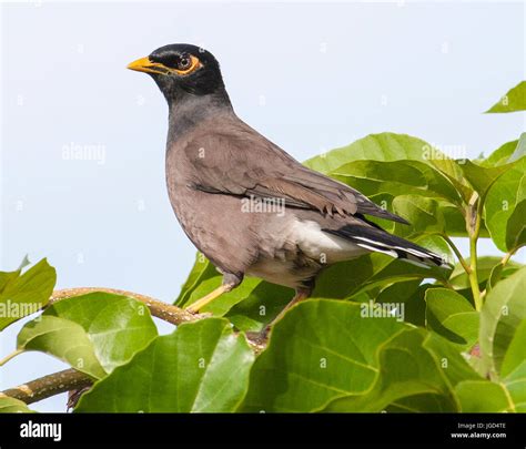 Myna Bird Hi Res Stock Photography And Images Alamy