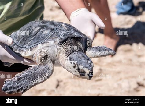 La Liberación De Tortugas Marinas Ridley De Kemp De Tortugas En Peligro Crítico De Extinción De