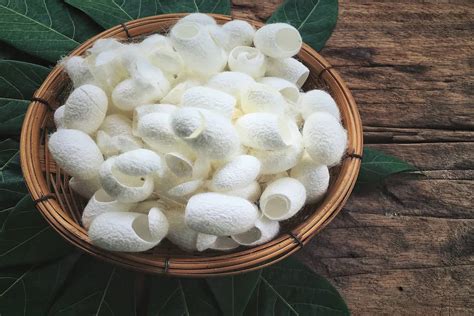 Silk Cocoon Price Per Kg Today Purchase Price Sales In Trade And