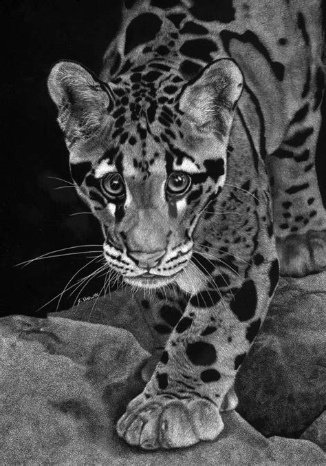 Yim The Clouded Leopard By Sau21866 Clouded Leopard African Art