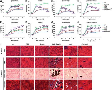 Hypertrophy Induced By Fst Transgene Expression Accelerates Muscular